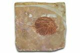 Fossil Leaf - Montana #377925-1